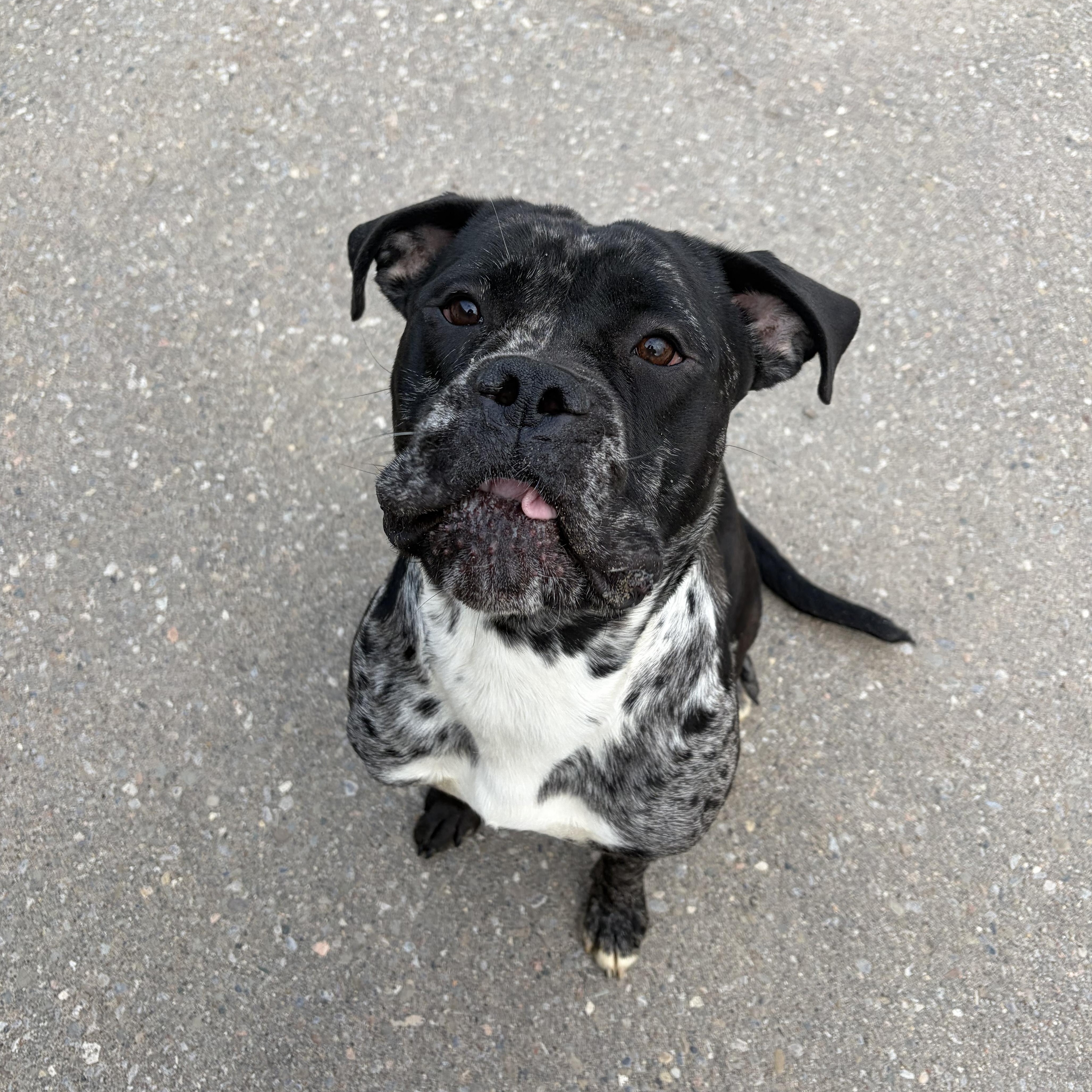 Squishy, a Adoptable Bulldog in Caledon, ON image 5/6