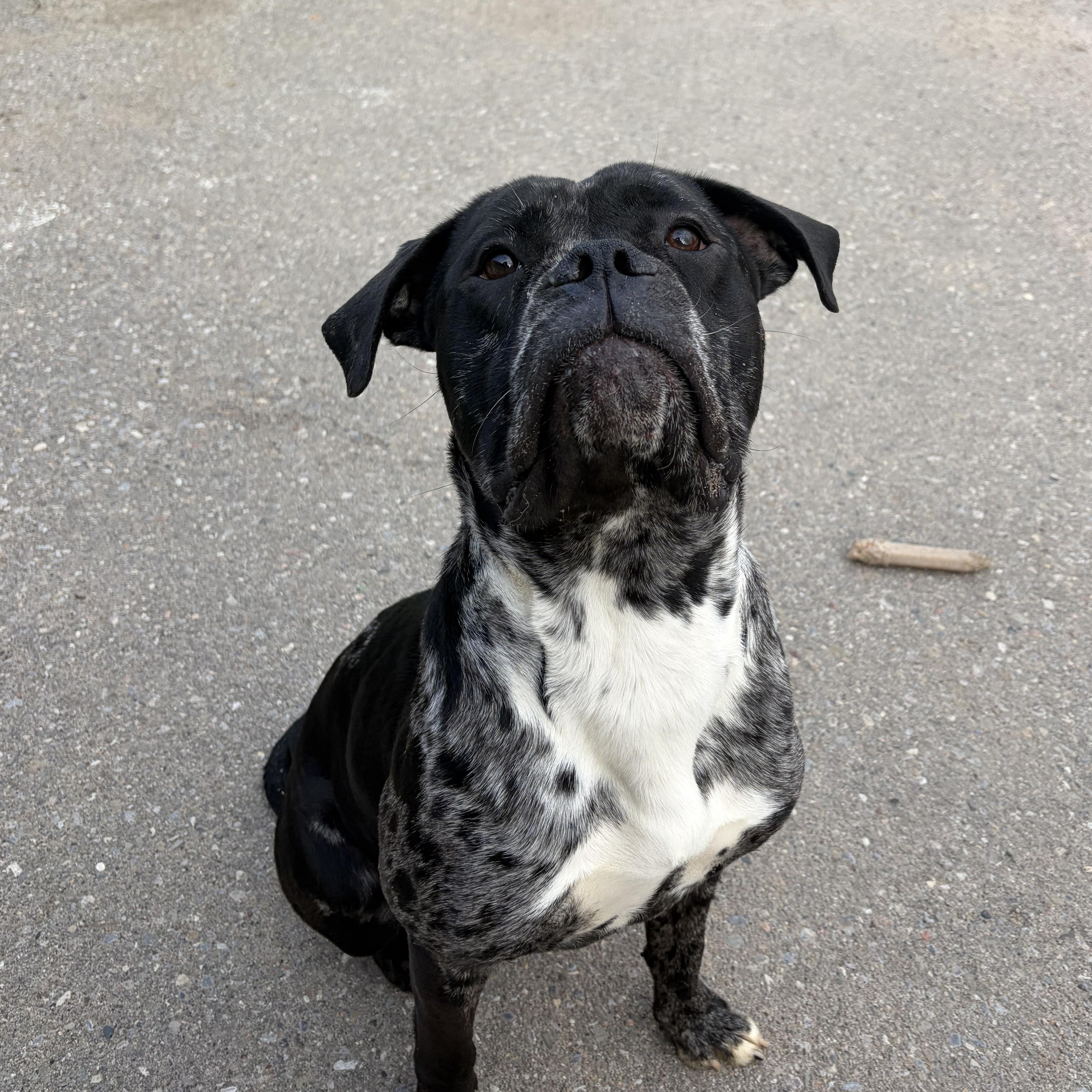 Squishy, a Adoptable Bulldog in Caledon, ON image 2/6