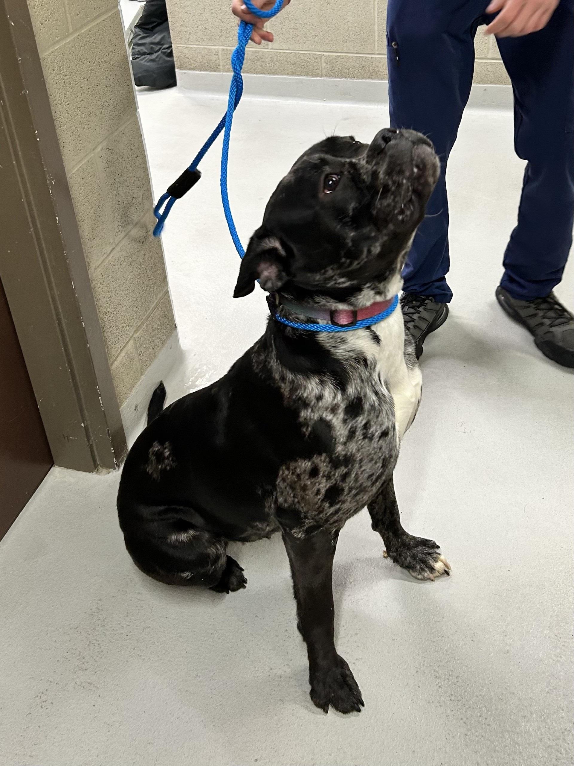 Squishy, a Adoptable Bulldog in Caledon, ON image 3/6