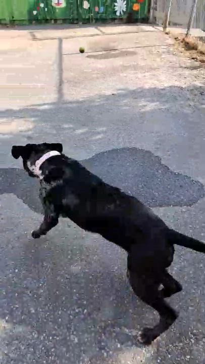 Enlarge Squishy, a Adoptable Bulldog in Caledon, ON video 4/6