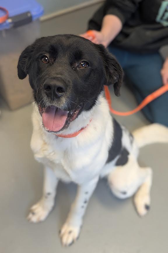 Boss, Adoptable, Young Male Great Pyrenees & Mixed Breed.