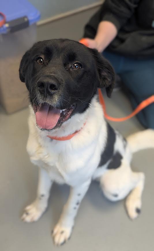 Bigsby, Adoptable, Young Male Great Pyrenees & Mixed Breed.