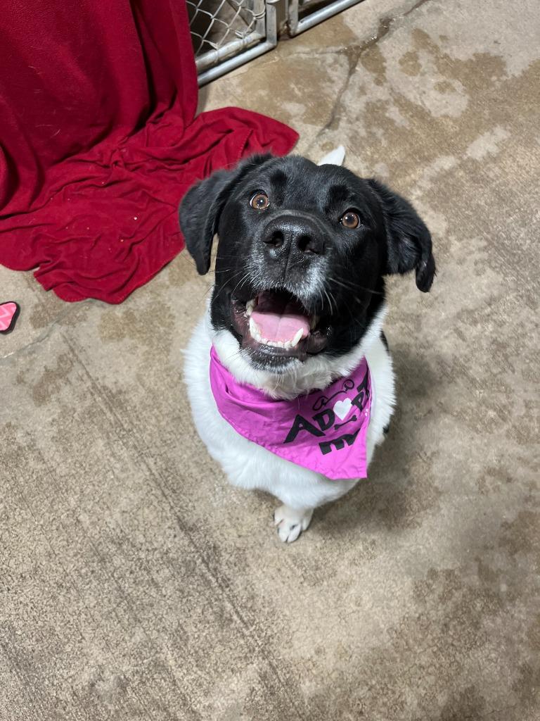 Enlarge Bigsby, a Adoptable mixed breed in Barron, WI image 2/6