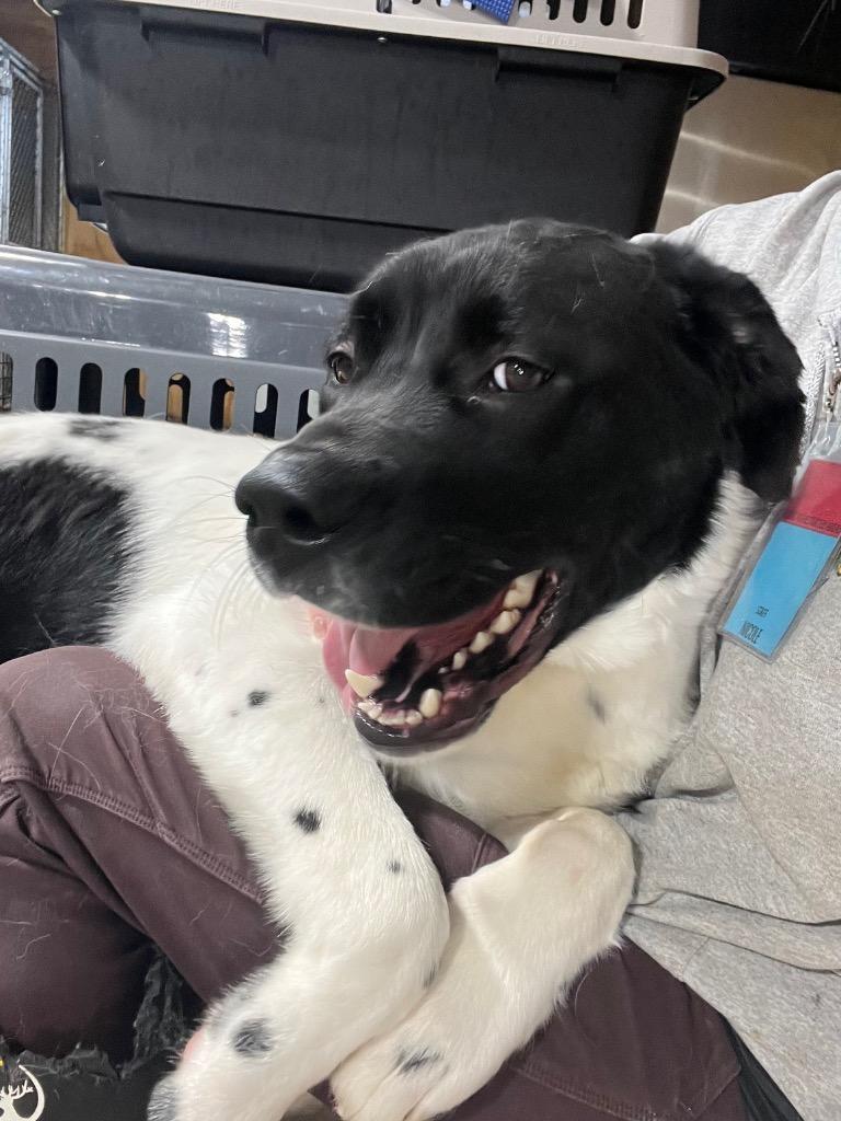 Enlarge Bigsby, a Adoptable mixed breed in Barron, WI image 3/6