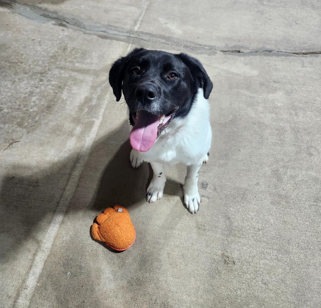 Enlarge Bigsby, a Adoptable mixed breed in Barron, WI image 5/6
