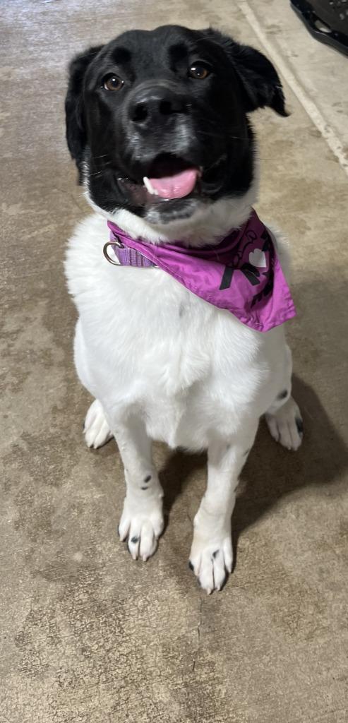 Enlarge Bigsby, a Adoptable mixed breed in Barron, WI image 6/6