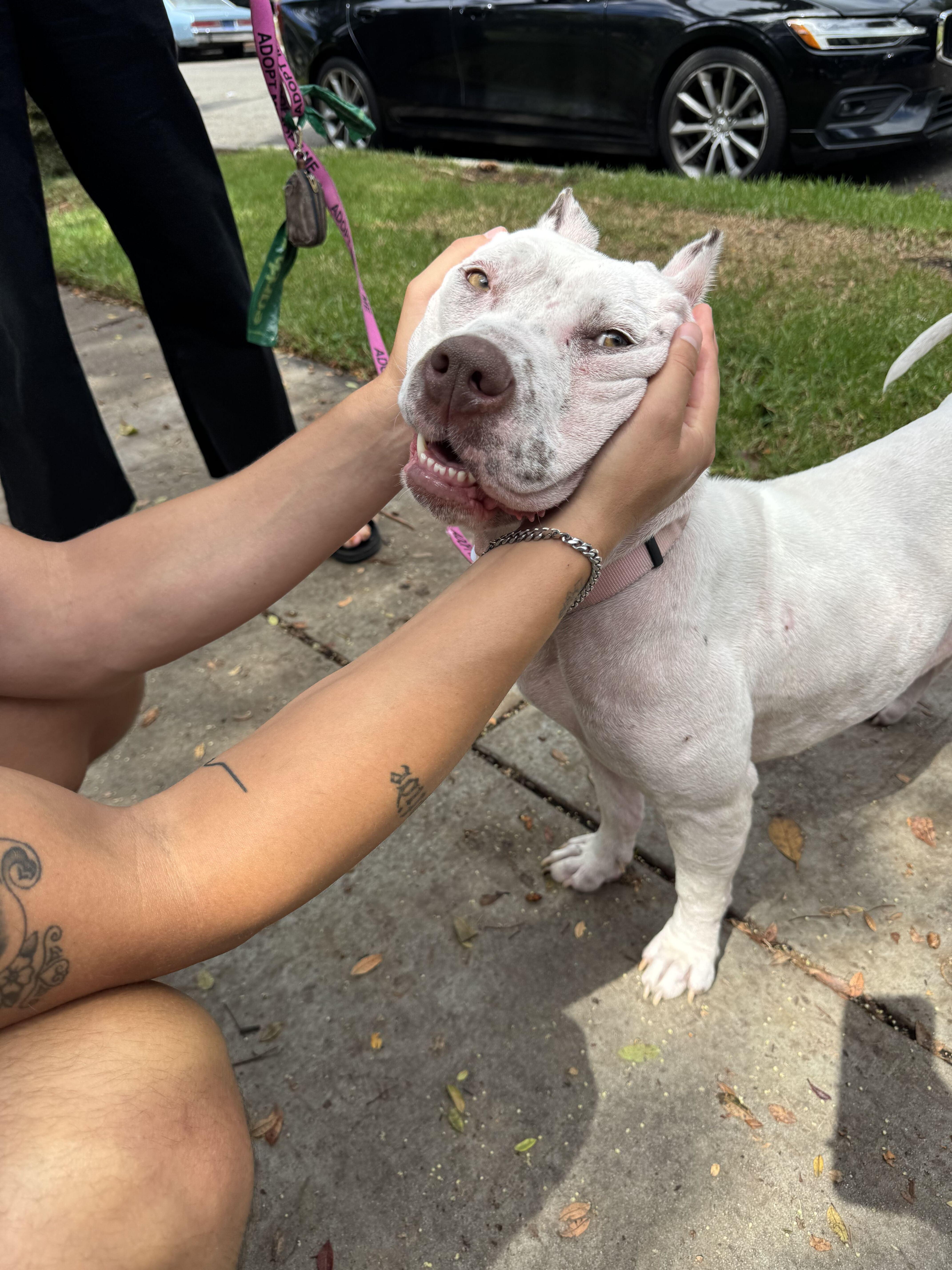 Enlarge Fiona, a Adoptable mixed breed in West Hollywood, CA image 4/6