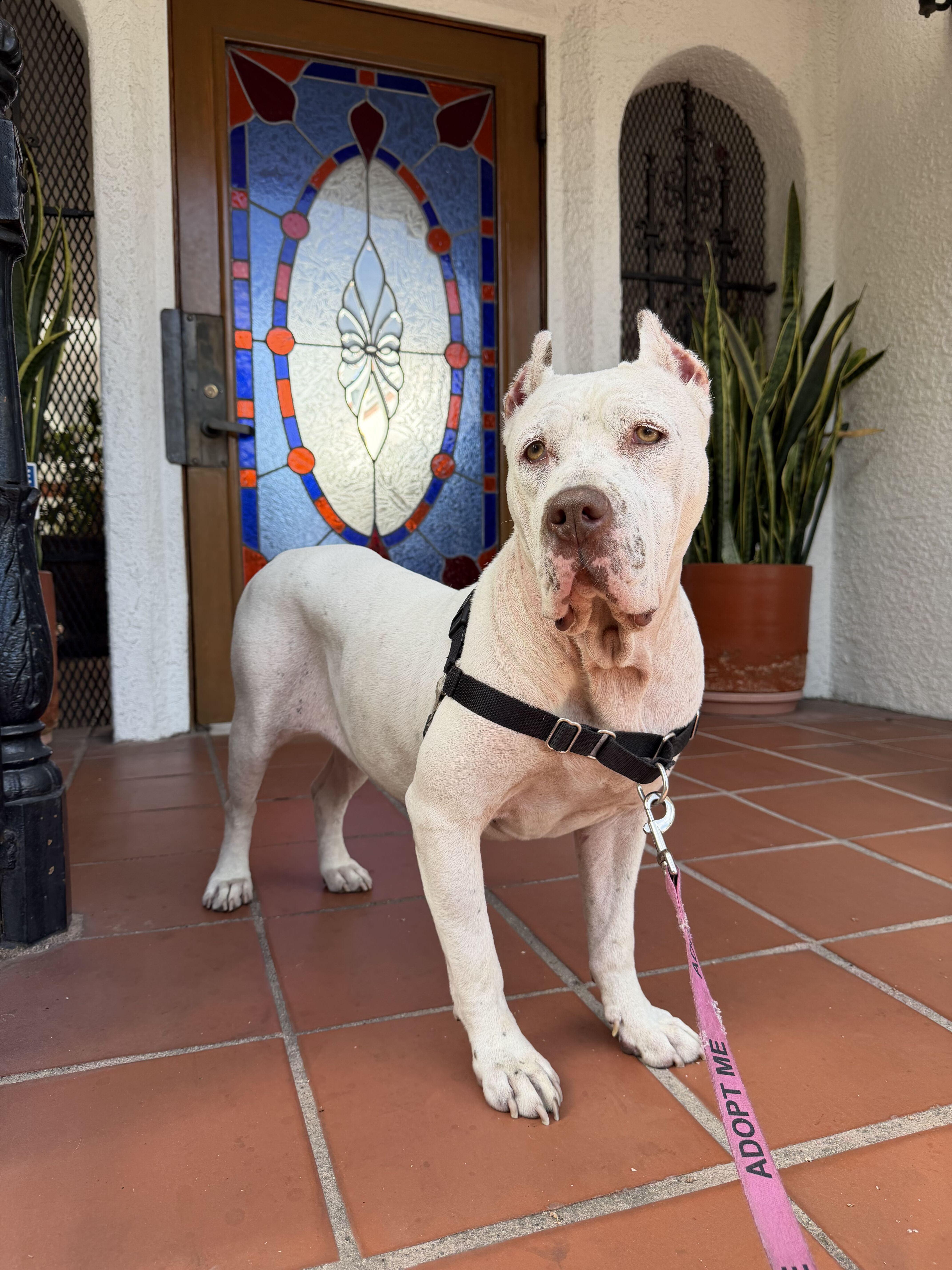 Enlarge Fiona, a Adoptable mixed breed in West Hollywood, CA image 2/6