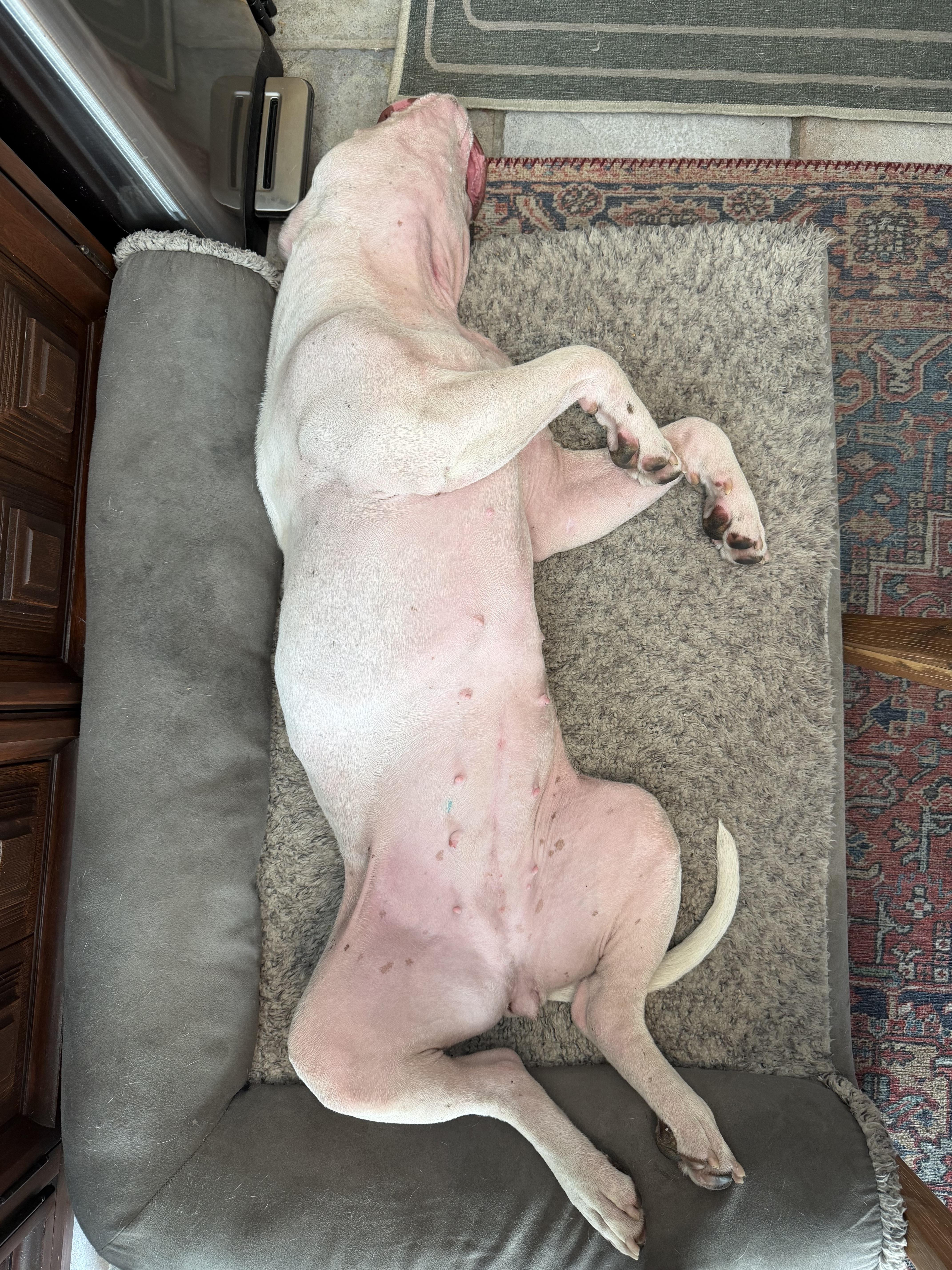 Enlarge Fiona, a Adoptable mixed breed in West Hollywood, CA image 6/6