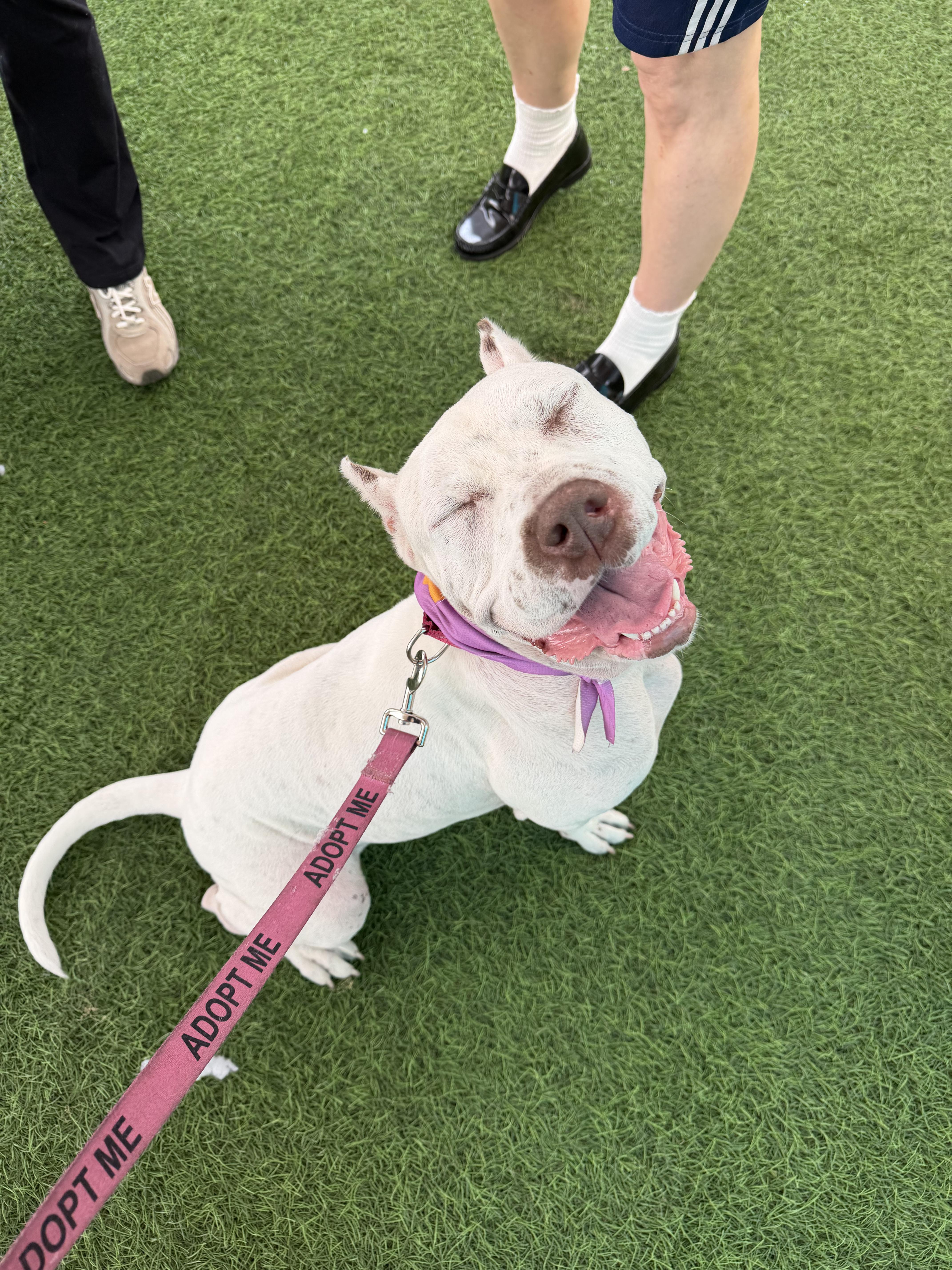 Fiona, Adoptable, Young Female Dogo Argentino & Cane Corso.