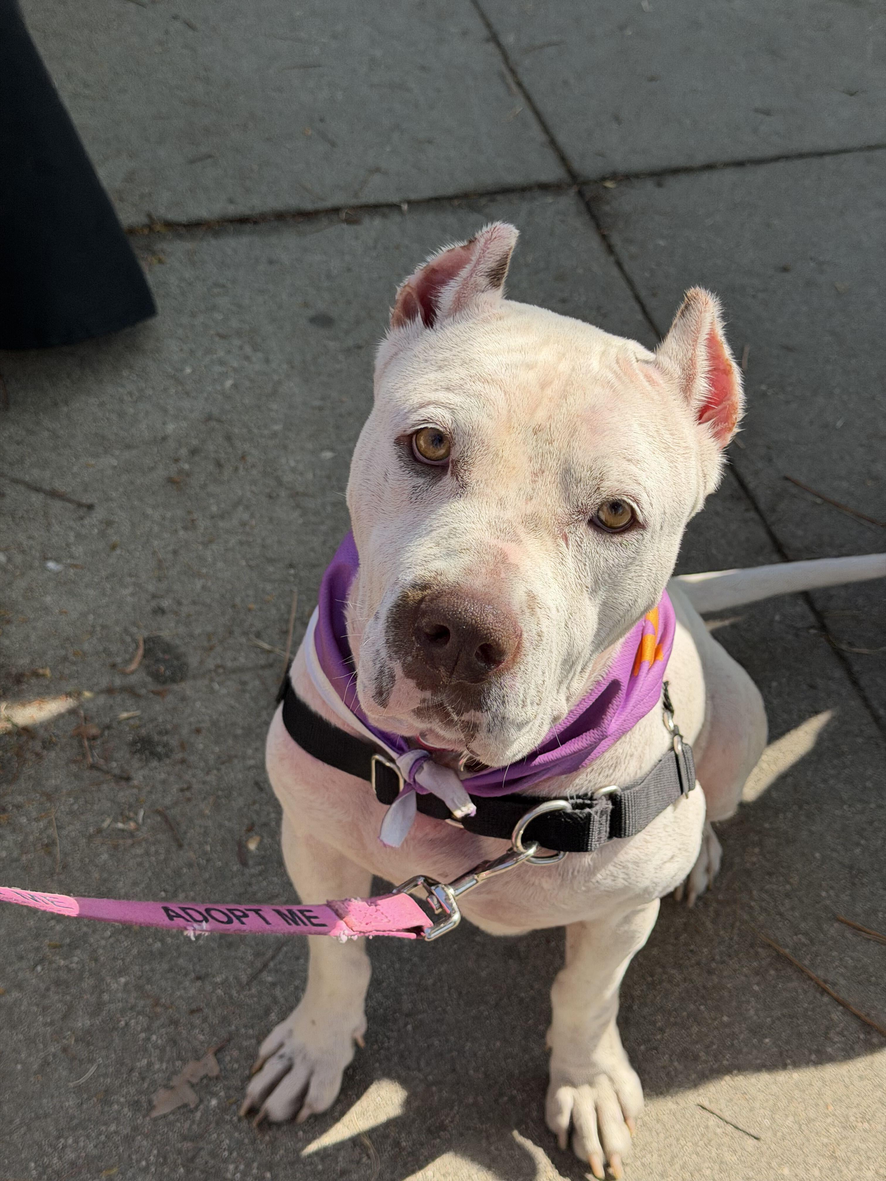 Enlarge Fiona, a Adoptable mixed breed in West Hollywood, CA image 5/6