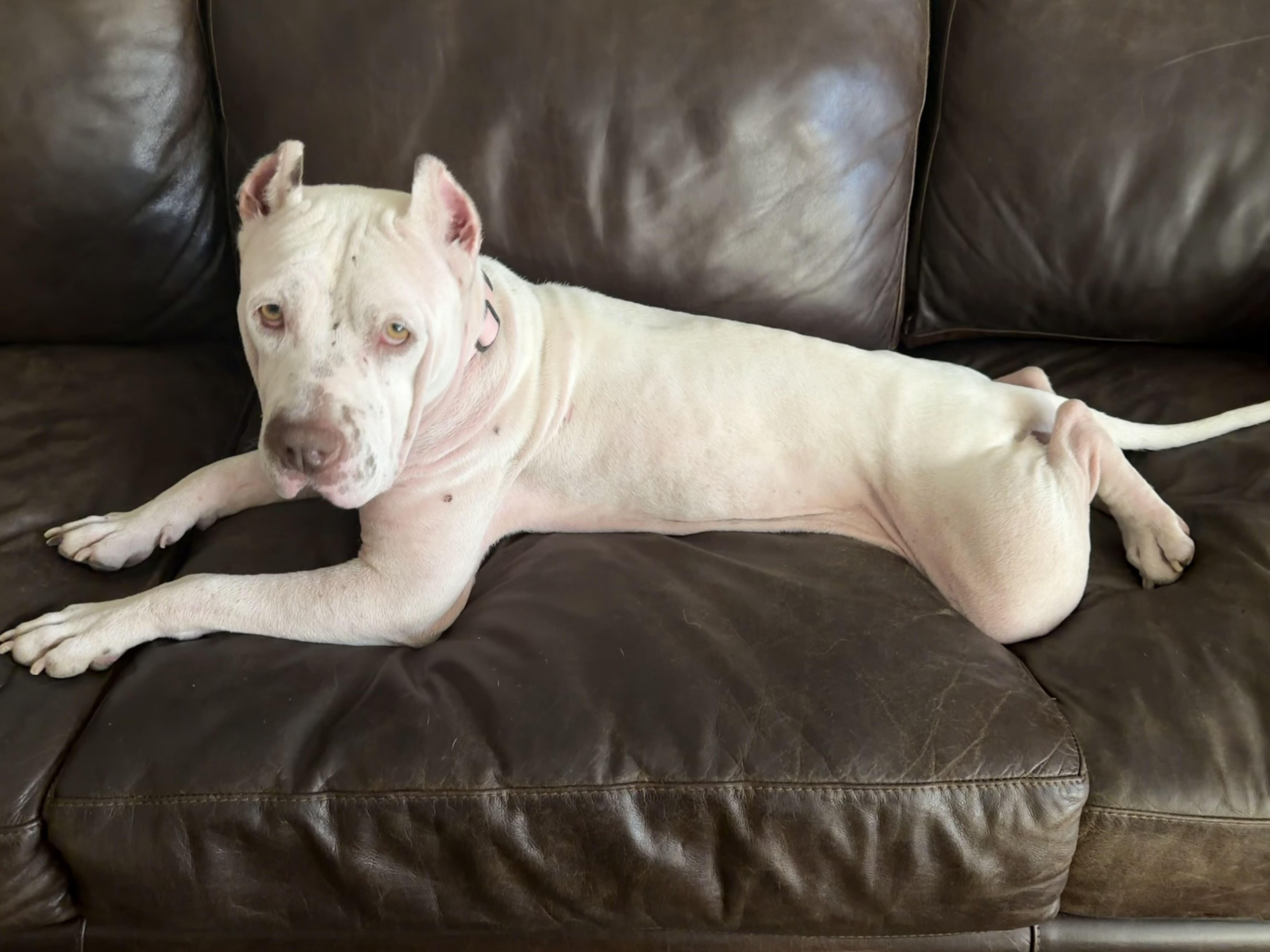 Enlarge Fiona, a Adoptable mixed breed in West Hollywood, CA image 3/6