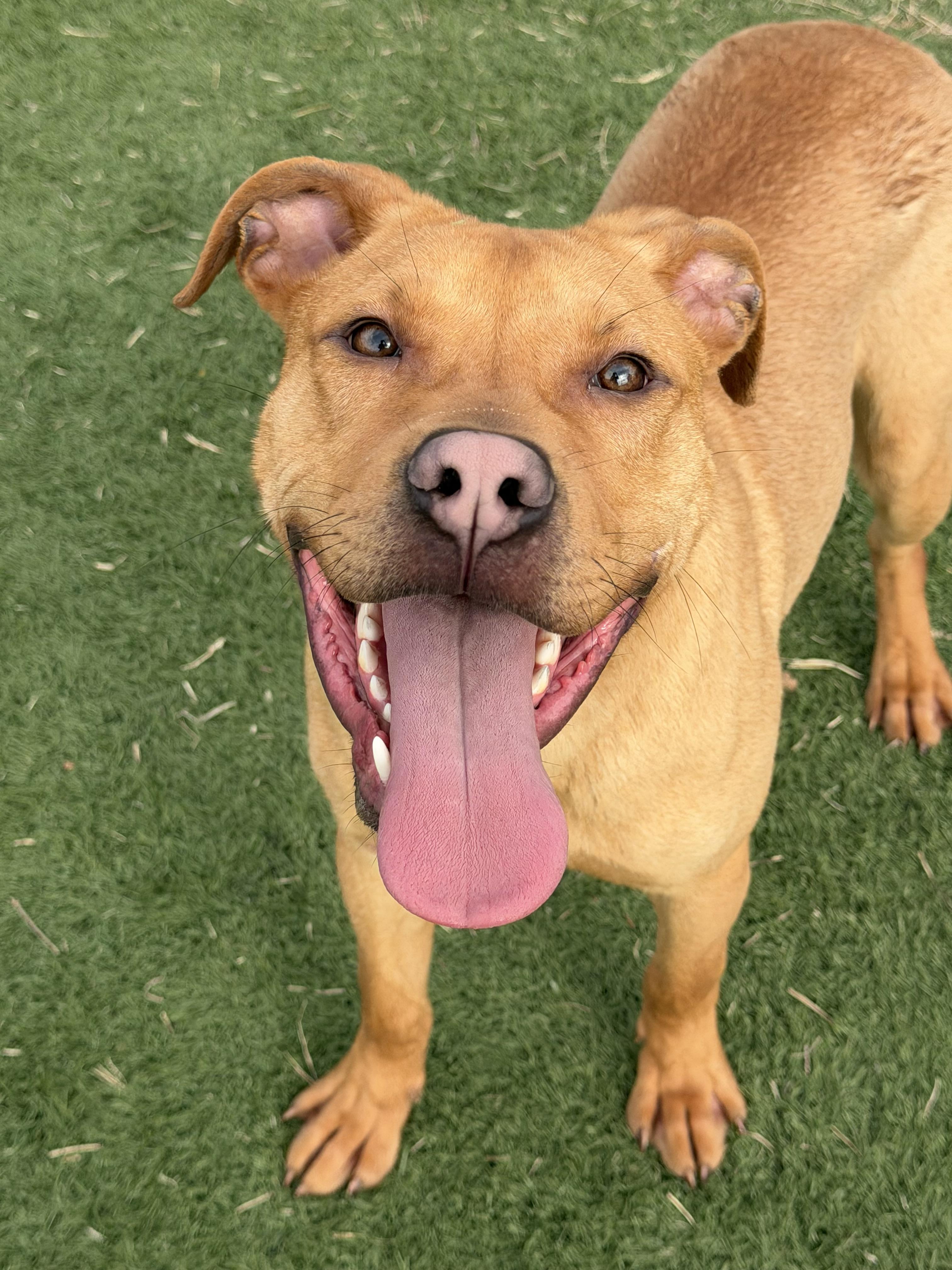 Enlarge Browning , a ADOPTABLE mixed breed in Albemarle, NC image 4/4