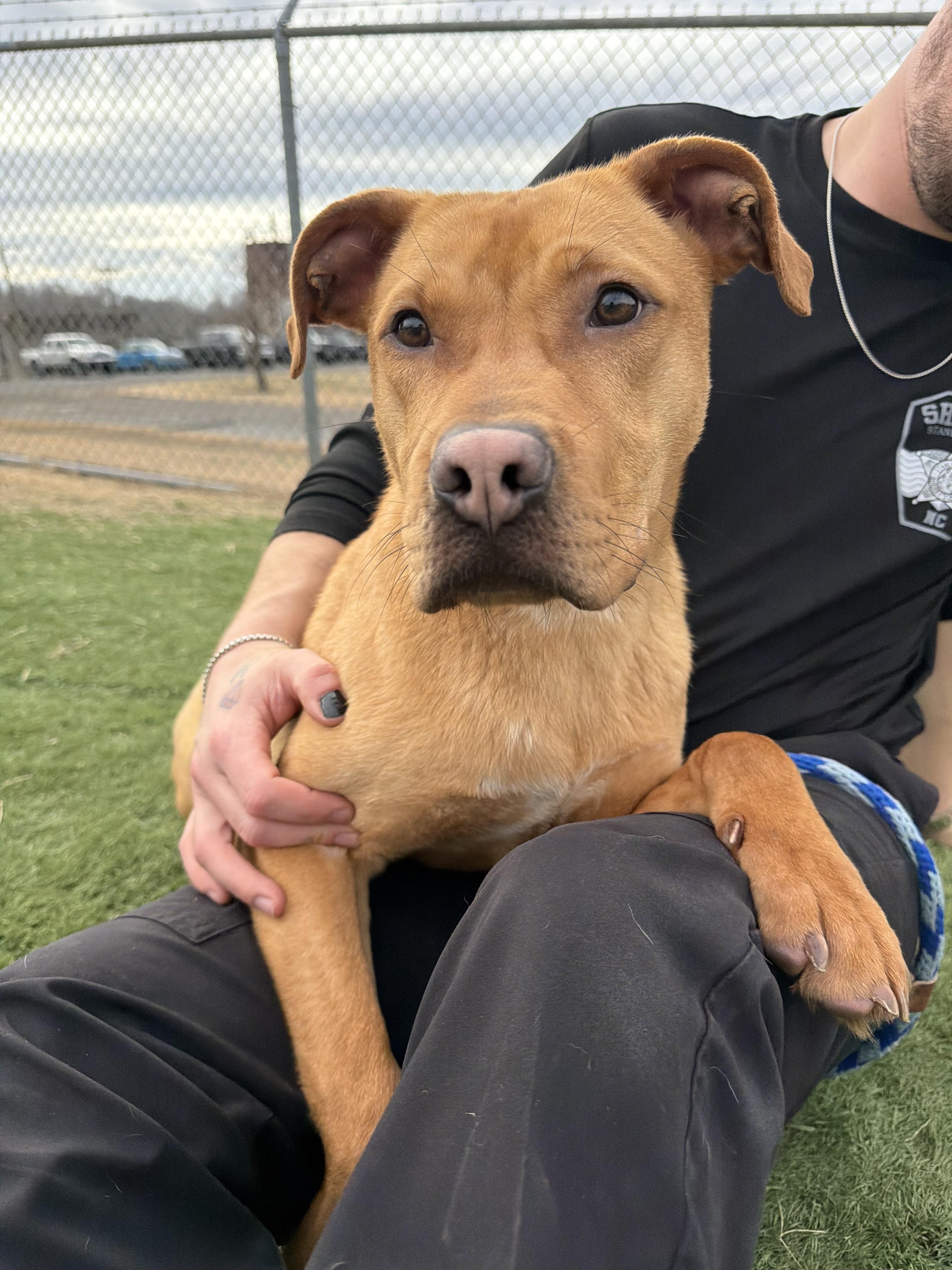 Enlarge Browning , a ADOPTABLE mixed breed in Albemarle, NC image 3/4