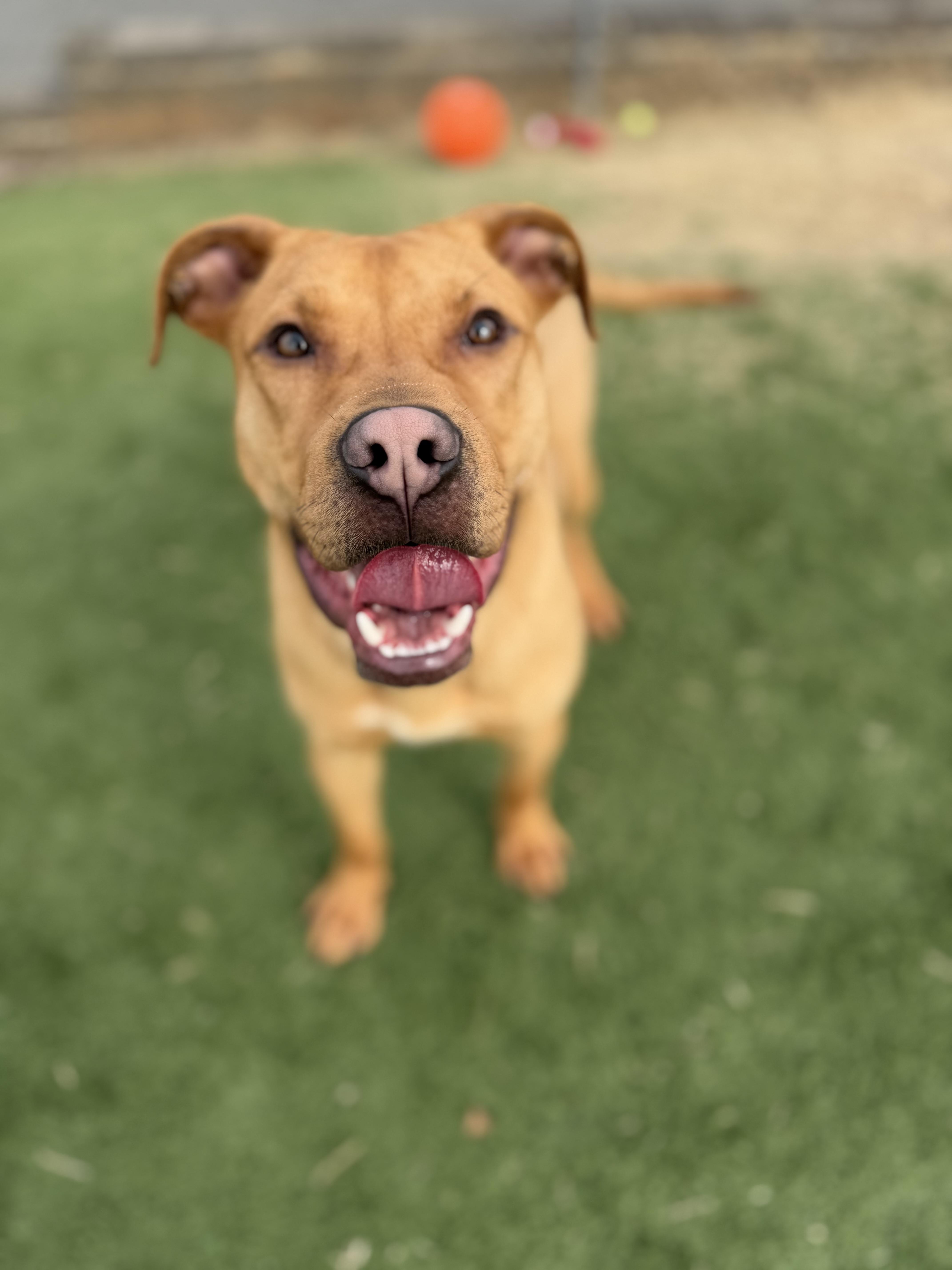 Browning , ADOPTABLE, Adult Male Pit Bull Terrier.