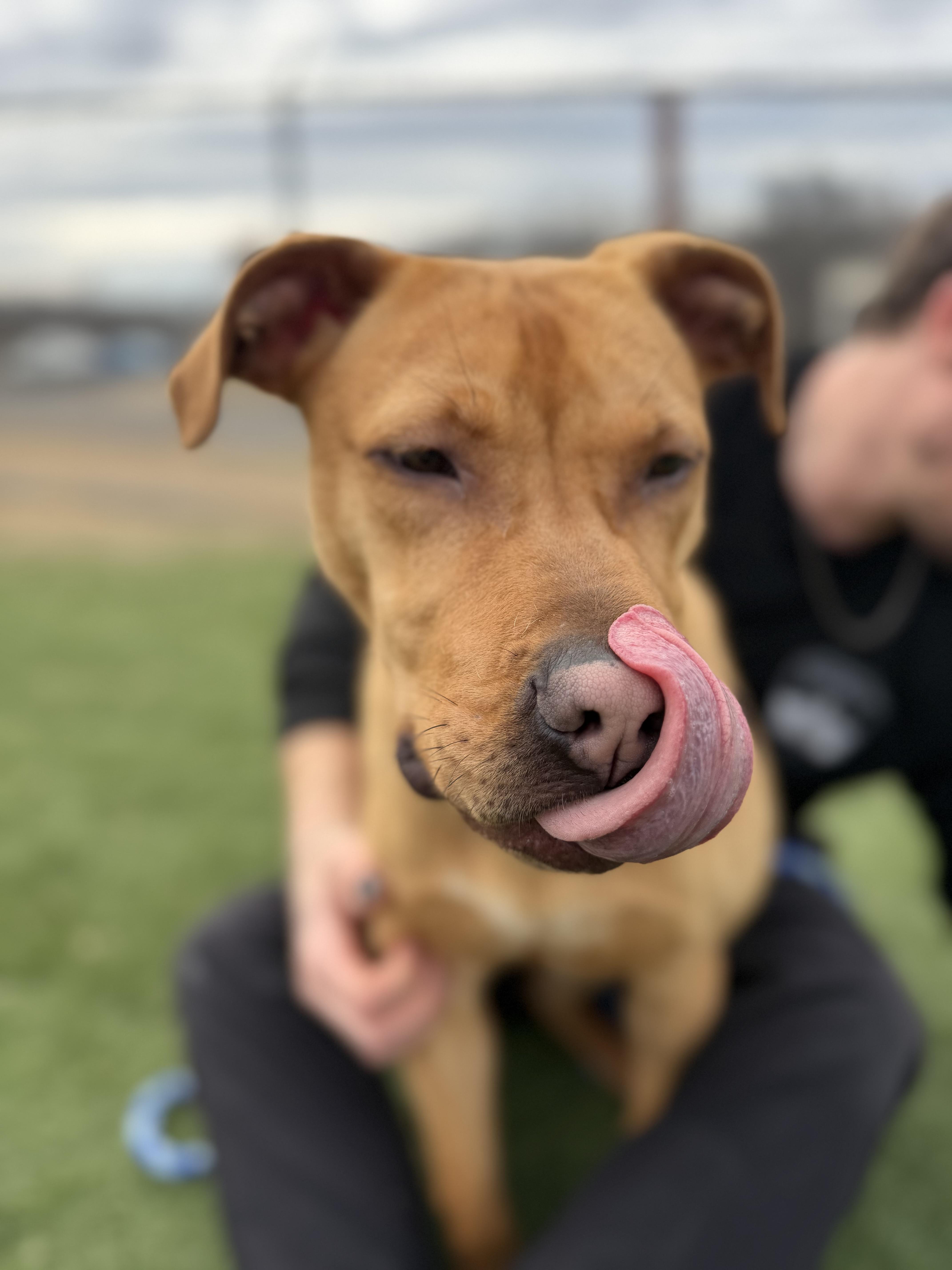 Enlarge Browning , a ADOPTABLE mixed breed in Albemarle, NC image 2/4