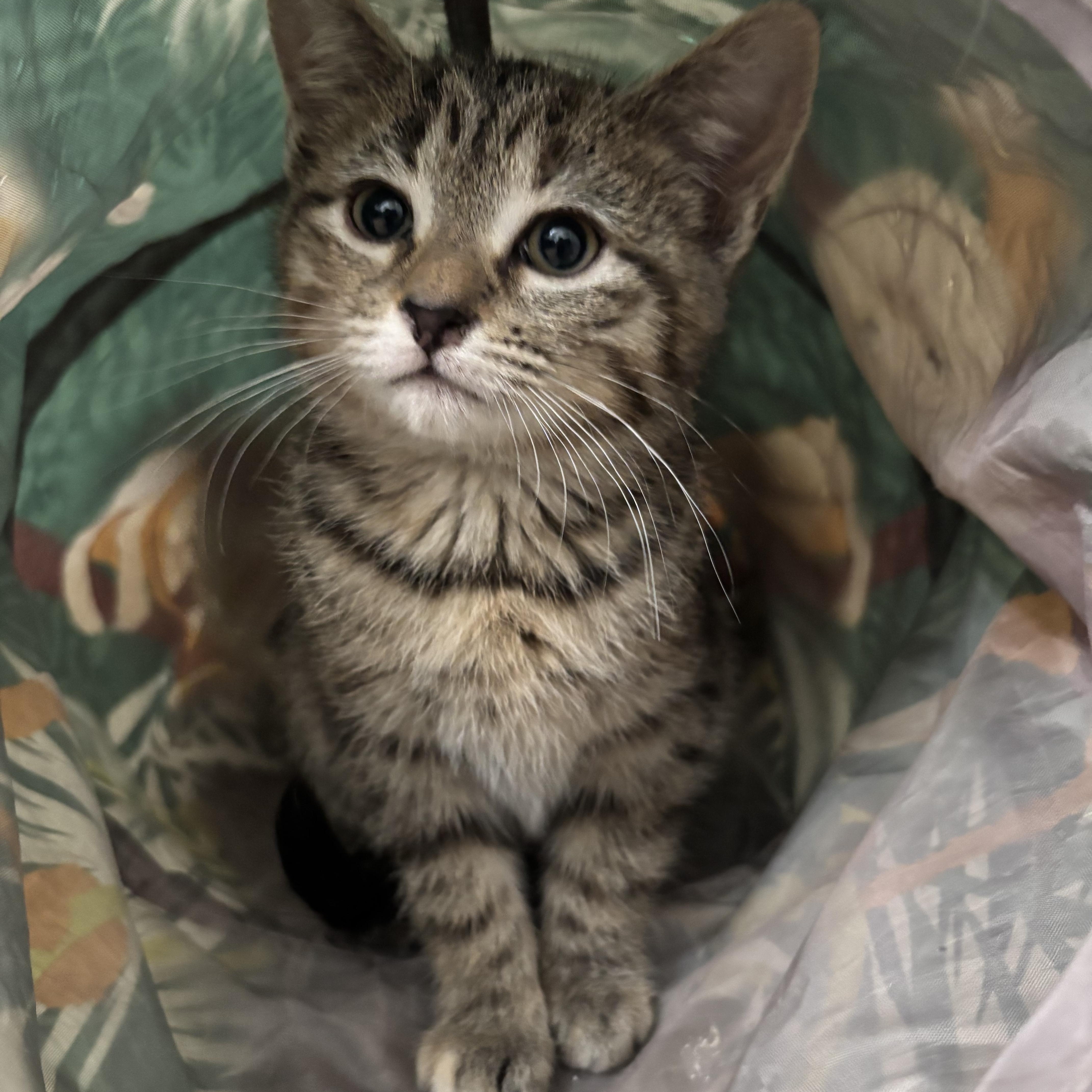 Suki, adoptable, Kitten Female Domestic Short Hair.