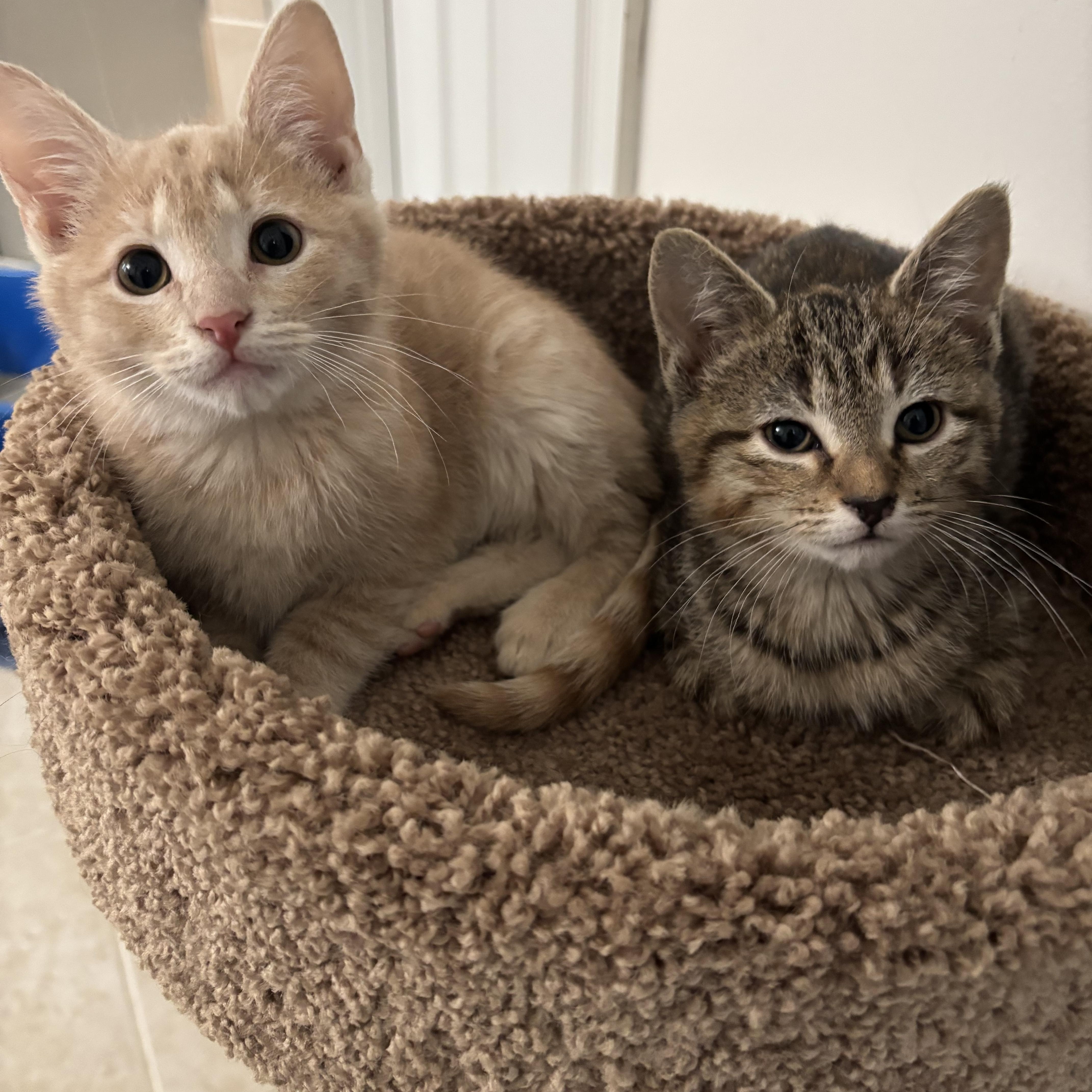 Suki, an adoptable Domestic Short Hair in Prince Frederick, MD image 3/3