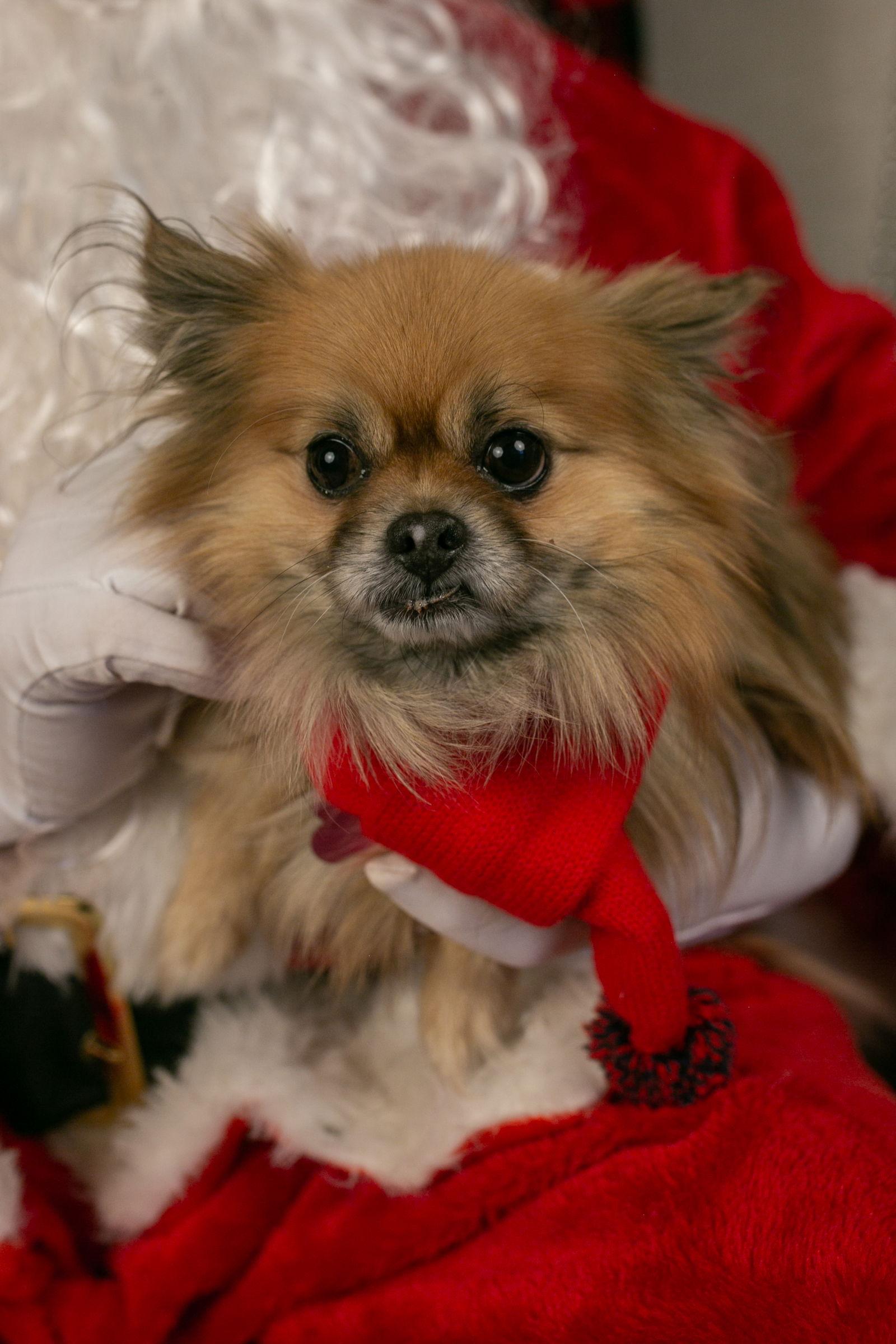 Ezra, Adoptable, Senior Male Pomeranian.