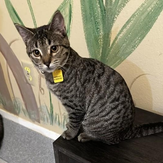 Enlarge Poppy - Social and Fun, a Adopted Tabby in Hoquiam, WA image 3/3