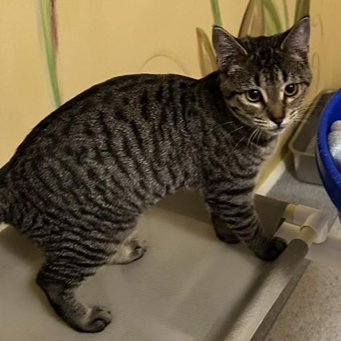 Enlarge Poppy - Social and Fun, a Adopted Tabby in Hoquiam, WA image 2/3