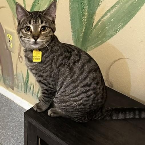 Poppy - Social and Fun, Adopted, Kitten Female Tabby.