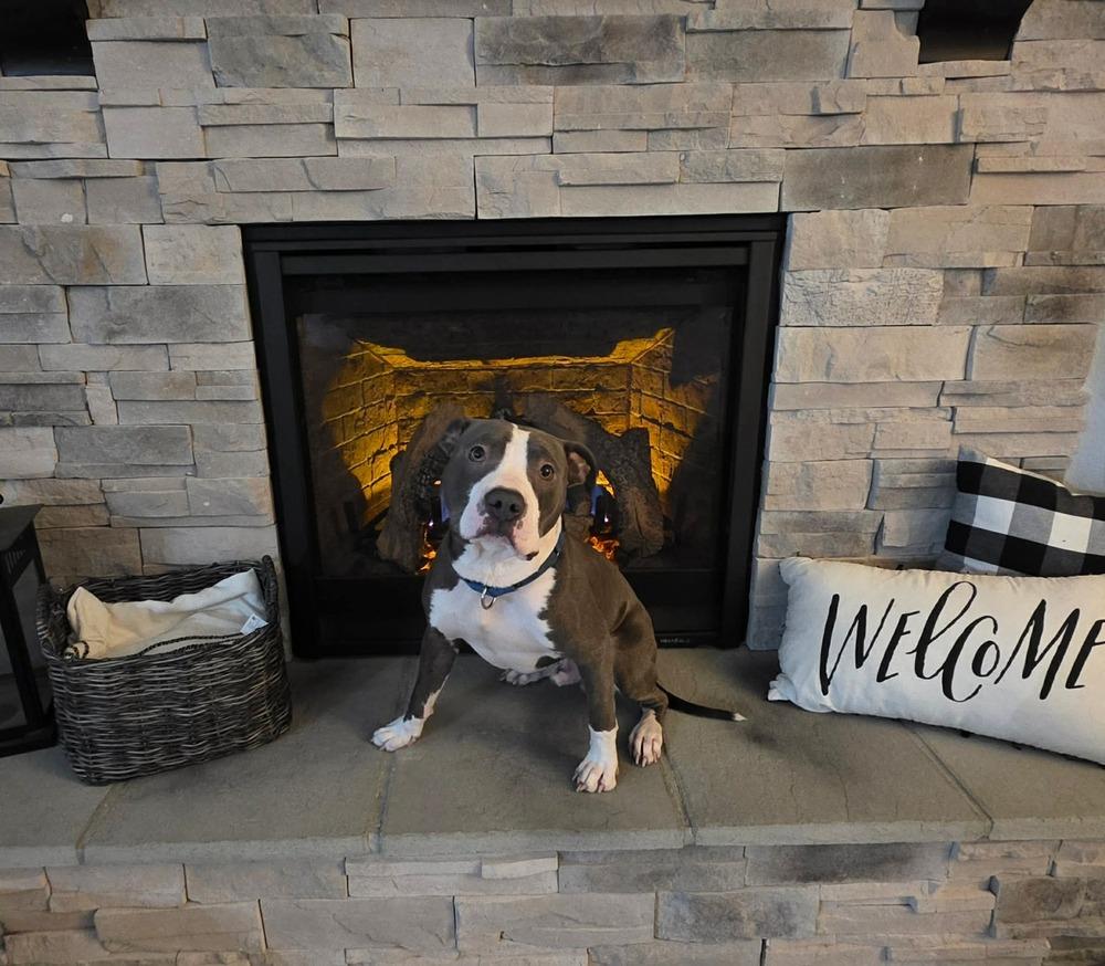 Enlarge Ripper, a Adopted Pit Bull Terrier in Indianapolis, IN image 1/6