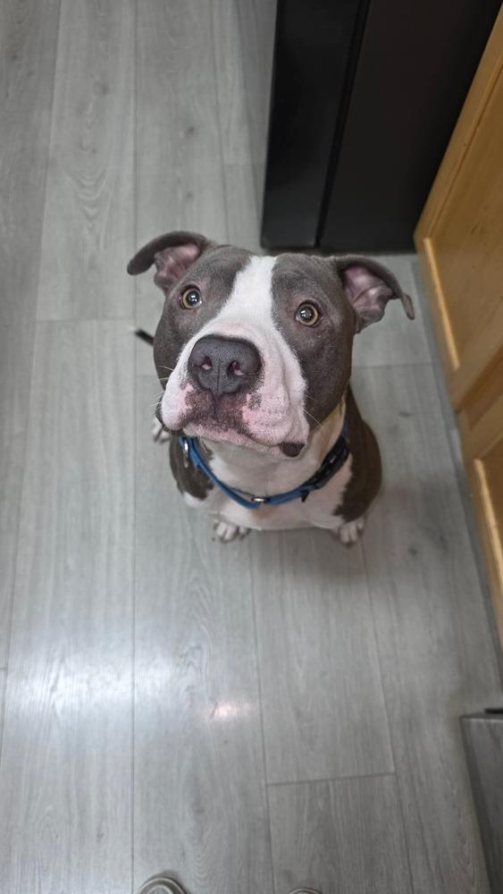 Ripper, Adopted, Young Male Pit Bull Terrier.