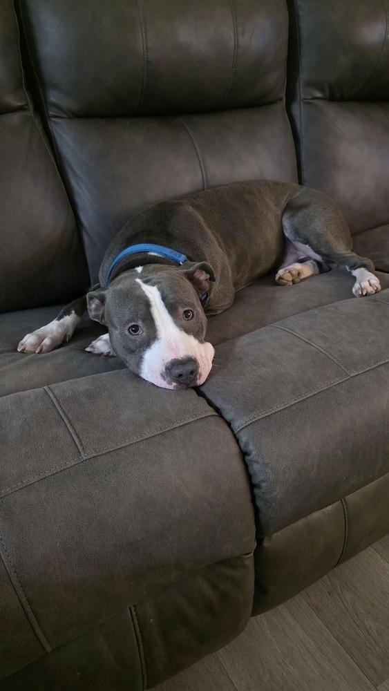 Enlarge Ripper, a Adopted Pit Bull Terrier in Indianapolis, IN image 3/6