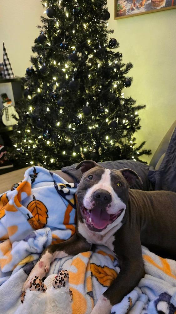 Enlarge Ripper, a Adopted Pit Bull Terrier in Indianapolis, IN image 4/6