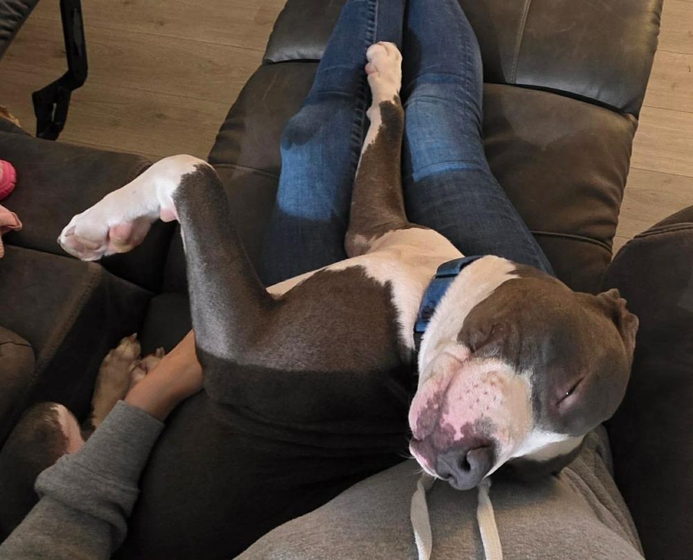 Enlarge Ripper, a Adopted Pit Bull Terrier in Indianapolis, IN image 5/6
