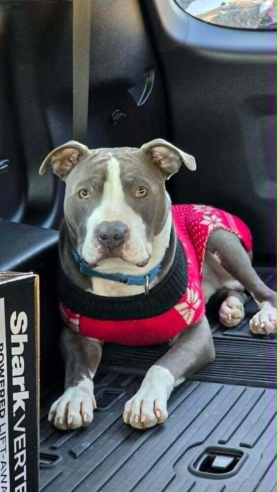 Enlarge Ripper, a Adopted Pit Bull Terrier in Indianapolis, IN image 6/6