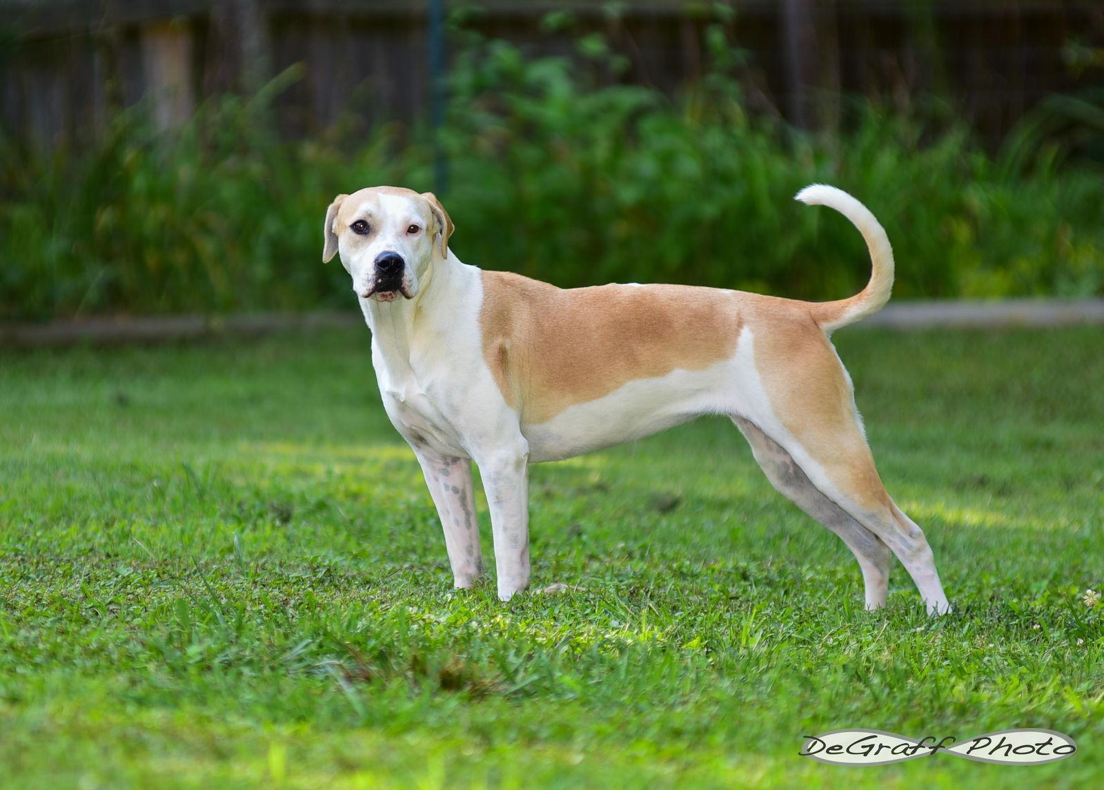 Lyra, Adoptable, Adult Female Boxer & Hound.