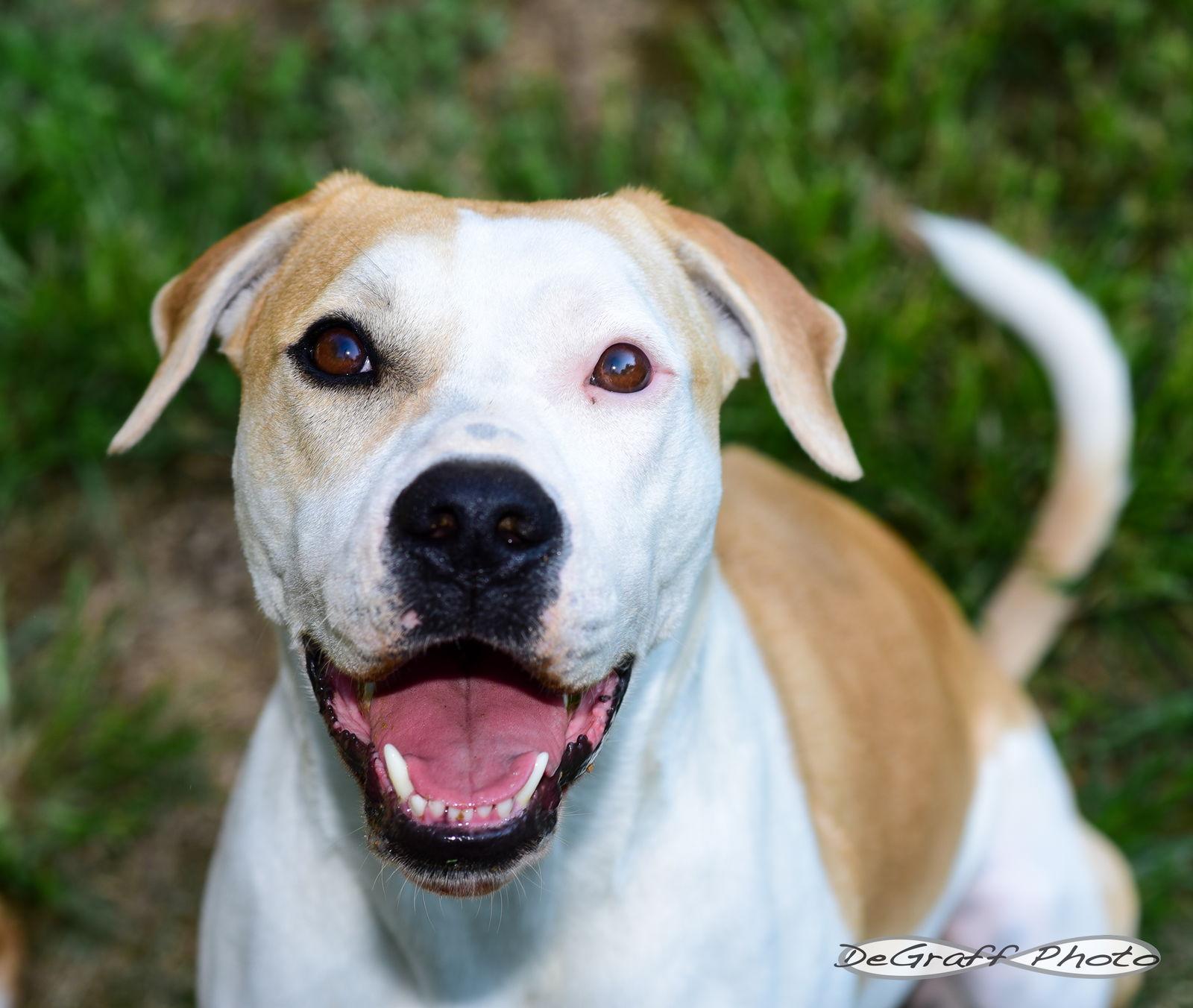 Enlarge Lyra, a Adoptable mixed breed in Pittsboro, NC image 3/3