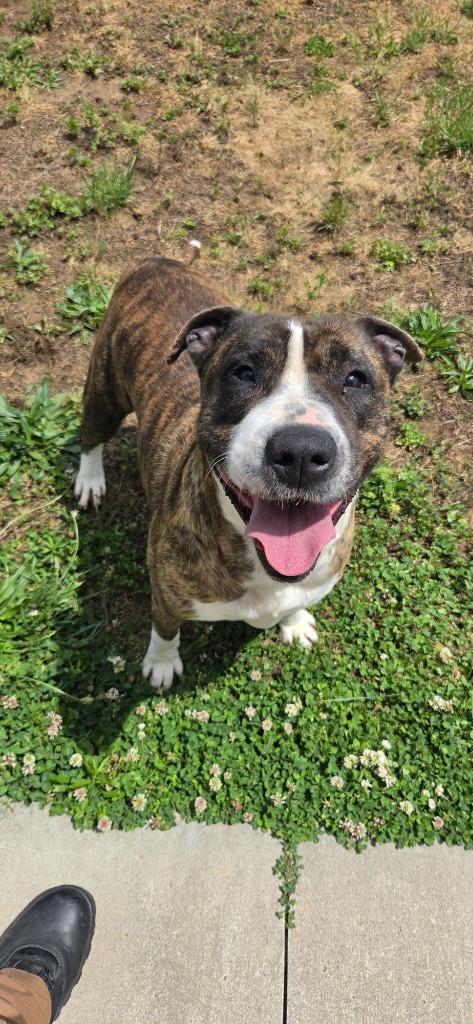 Mabel, Adoptable, Adult Female Pit Bull Terrier.