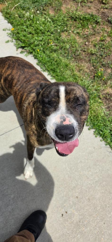 Enlarge Mabel, a Adoptable Pit Bull Terrier in Shelbyville, TN image 2/4