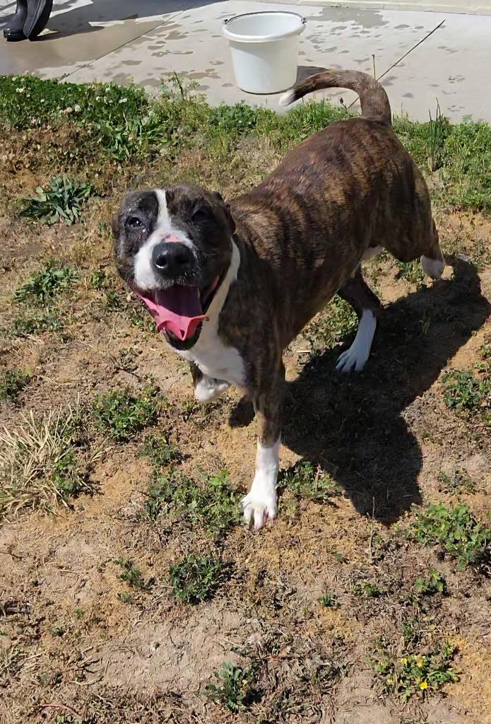 Enlarge Mabel, a Adoptable Pit Bull Terrier in Shelbyville, TN image 3/4