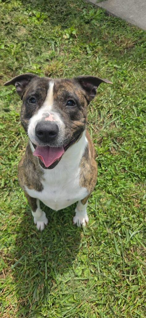 Enlarge Mabel, a Adoptable Pit Bull Terrier in Shelbyville, TN image 4/5