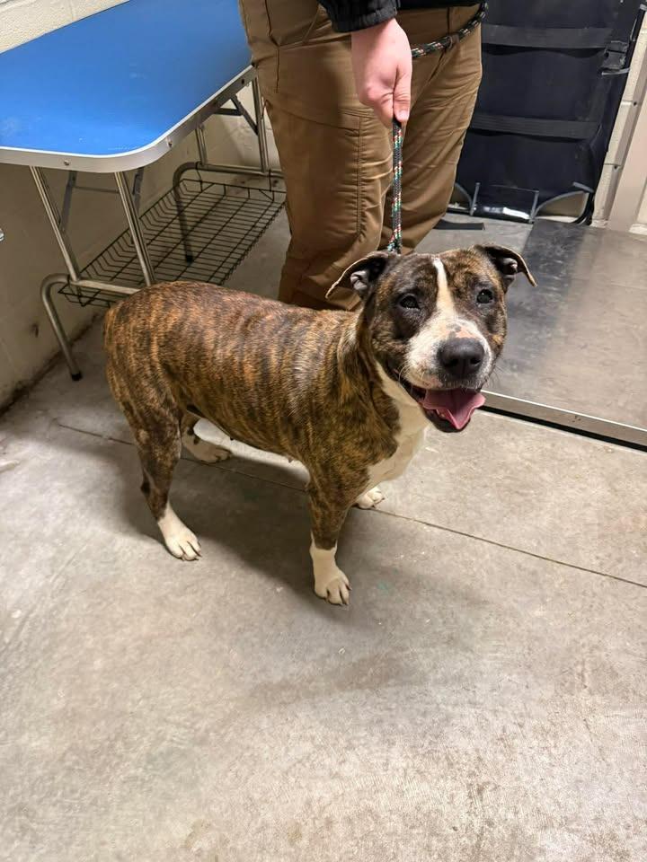 Enlarge Mabel, a Adoptable Pit Bull Terrier in Shelbyville, TN image 4/4