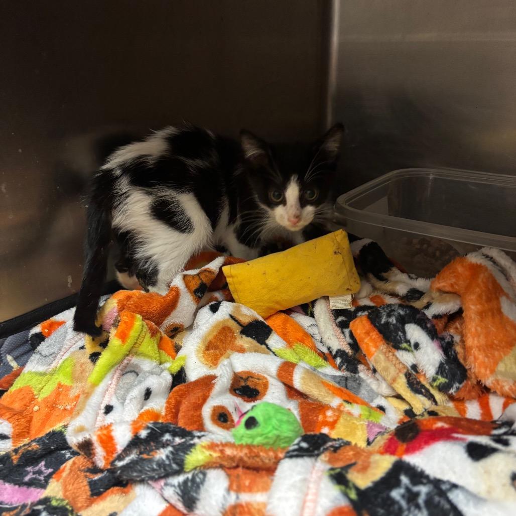 Hibachi — thumbnail 2