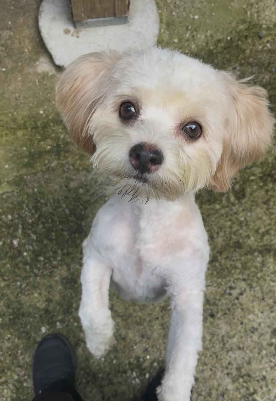 Enlarge Oliver - Come Meet Me, a Adoptable mixed breed in Medfield, MA image 1/5