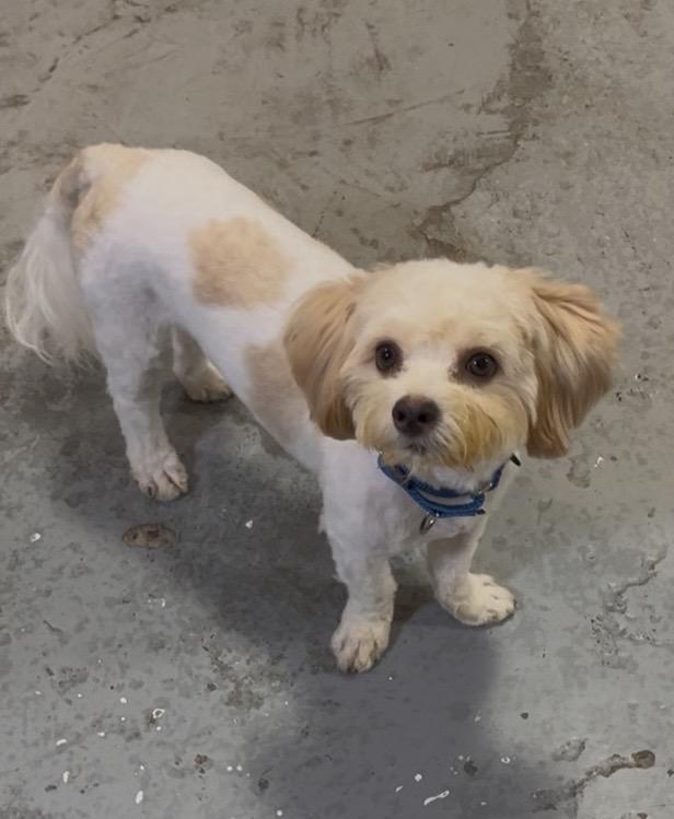 Enlarge Oliver - Come Meet Me, a Adoptable mixed breed in Medfield, MA image 2/5