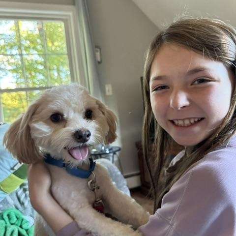 Enlarge Oliver - Come Meet Me, a Adoptable mixed breed in Medfield, MA image 4/5