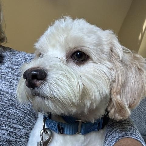 Enlarge Oliver - Come Meet Me, a Adoptable mixed breed in Medfield, MA image 3/5