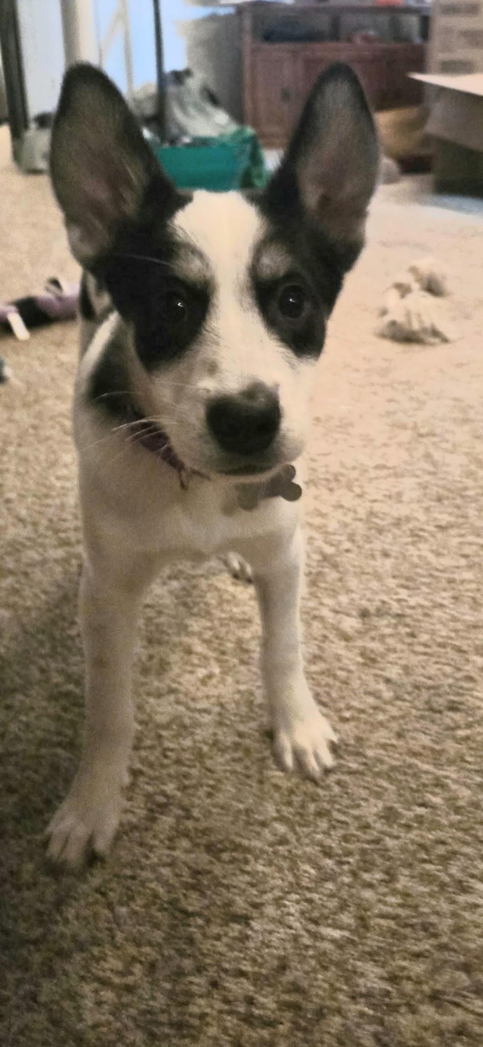 Enlarge Rivian, a Adoptable mixed breed in Elmhurst, IL image 1/4