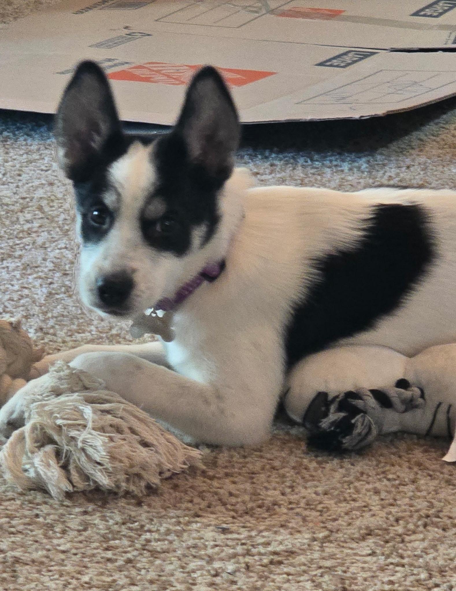 Enlarge Rivian, a Adoptable mixed breed in Elmhurst, IL image 2/4