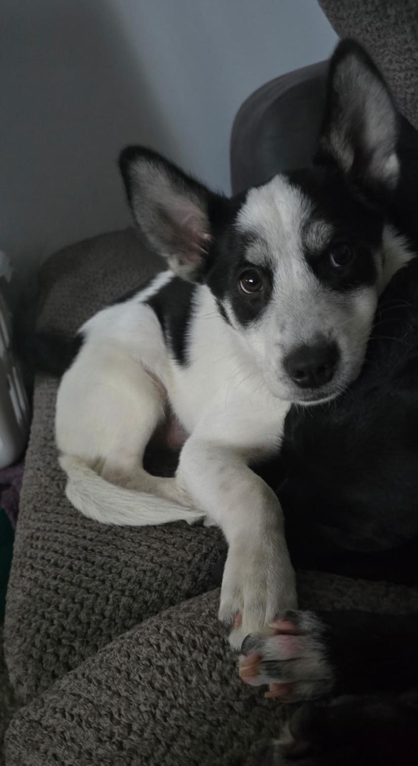 Enlarge Rivian, a Adoptable mixed breed in Elmhurst, IL image 3/4