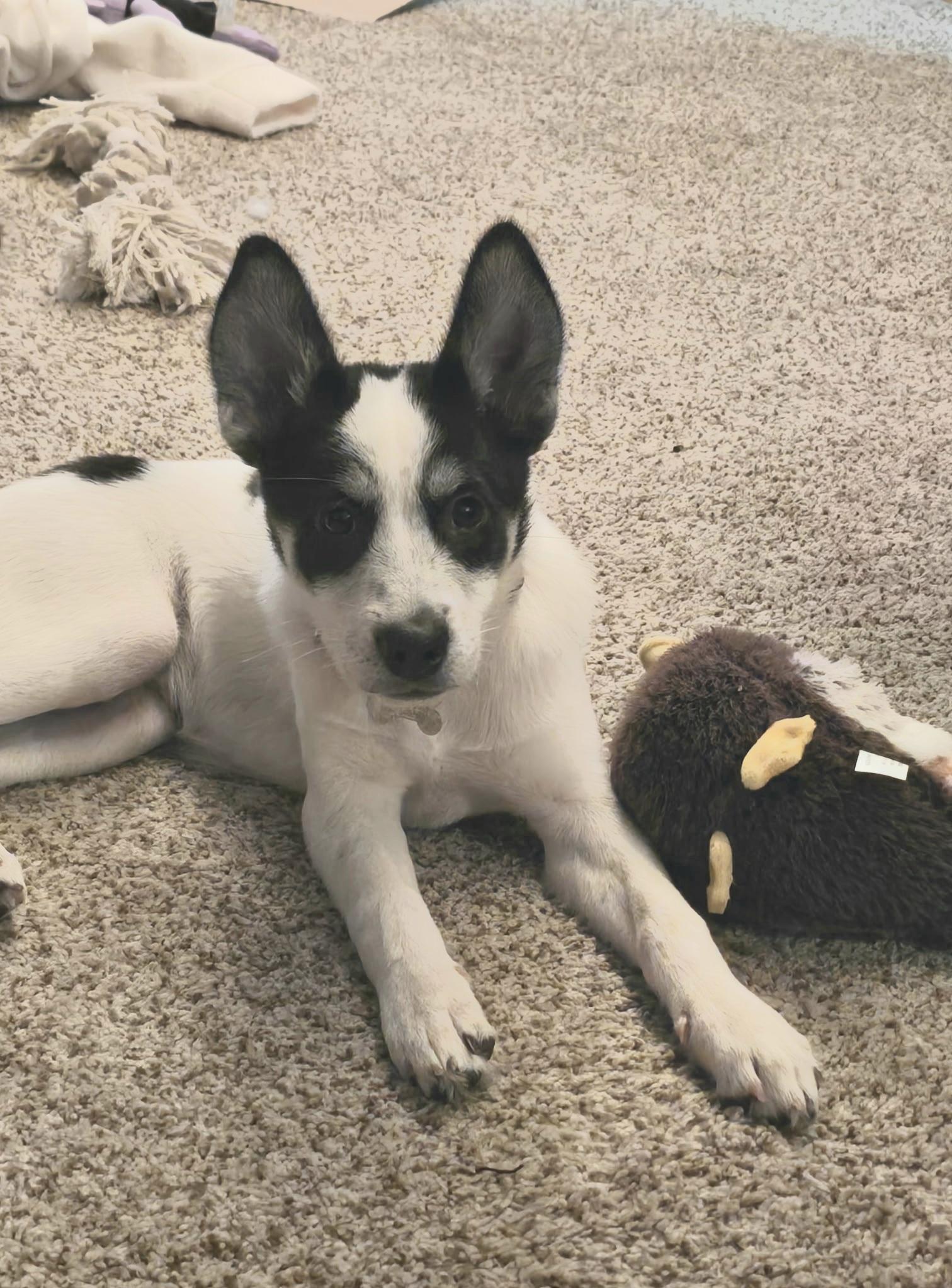 Enlarge Rivian, a Adoptable mixed breed in Elmhurst, IL image 4/4