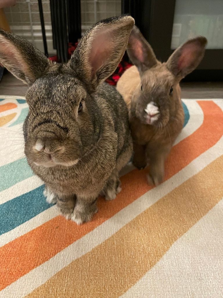 Pickles & Miso, a Adoptable mixed breed in Los Angeles, CA image 1/6