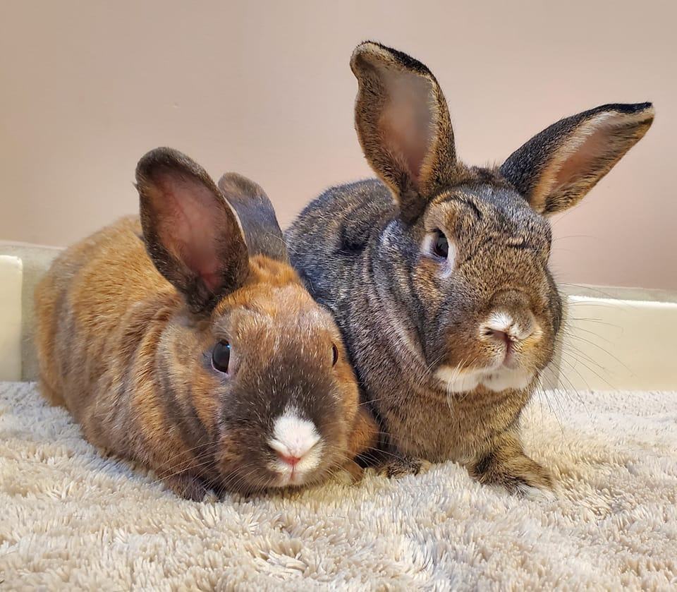 Pickles & Miso photo 1